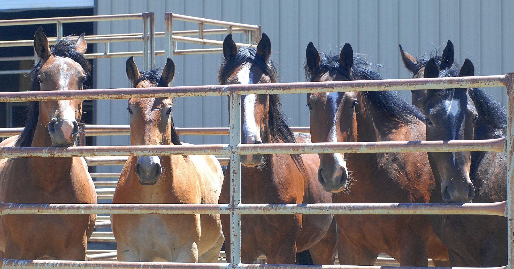Sankey Rodeo Company horses wait to buck